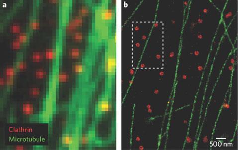 com Fluorescence microscopy of neurons Super
