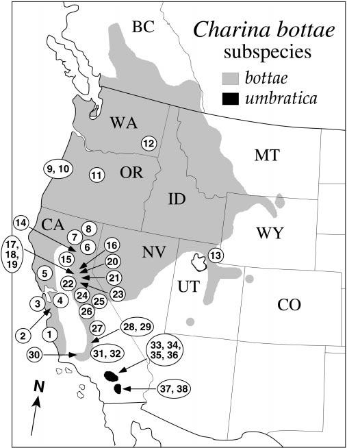 228 RODRÍGUEZ-ROBLES, STEWART, AND PAPENFUSS by relatively high mtdna sequence divergence) are mainly responsible for the present-day phylogeographic pattern of C.