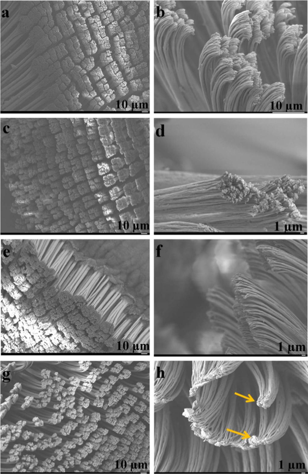 Figure 1 SEM images of untreated and coated sheds. SEM images of B-S (a,b), M-S (c,d), F-S (e,f) and P-S (g,h) samples.