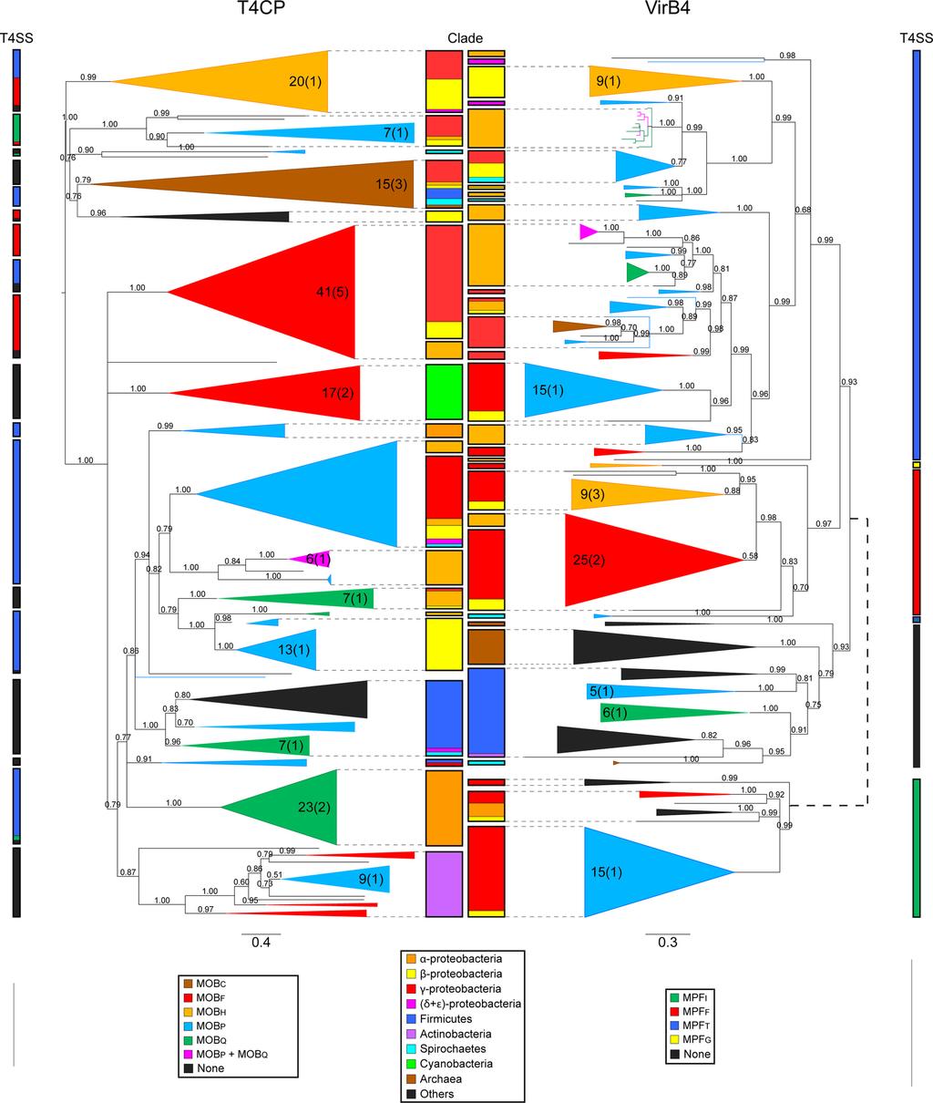 FIG. 10. Phylogenetic analysis of the T4CP family (left) compared to the T4SS main ATPase (VirB4 and TraU) (right).
