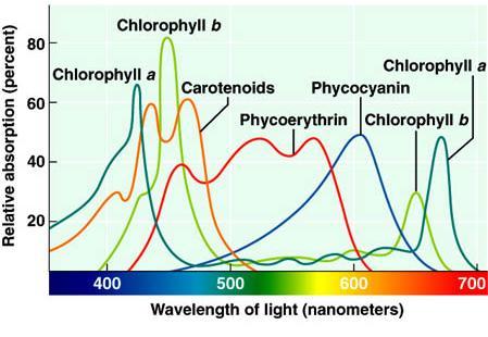 Energetic Issue and Artificial Photosynthesis environmental conditions pushed the development for ad hoc pigments composition.