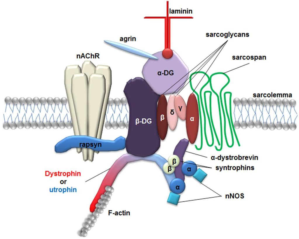 Figure 1.2. The dystrophin glycoprotein complex in the skeletal muscle.