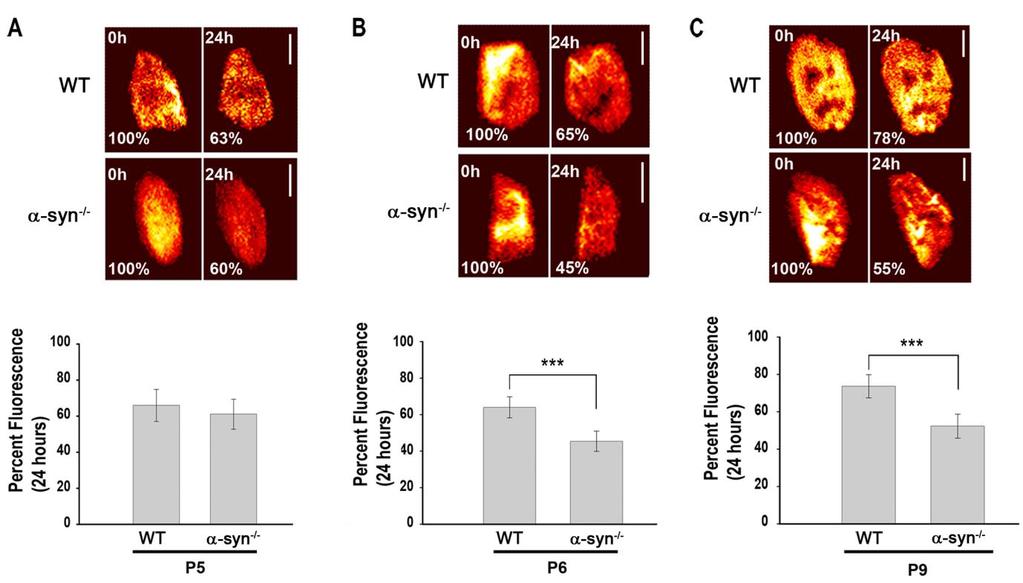 Figure 2.3. Absence of α-syn accelerates the loss rate of AChRs at developing synapses.