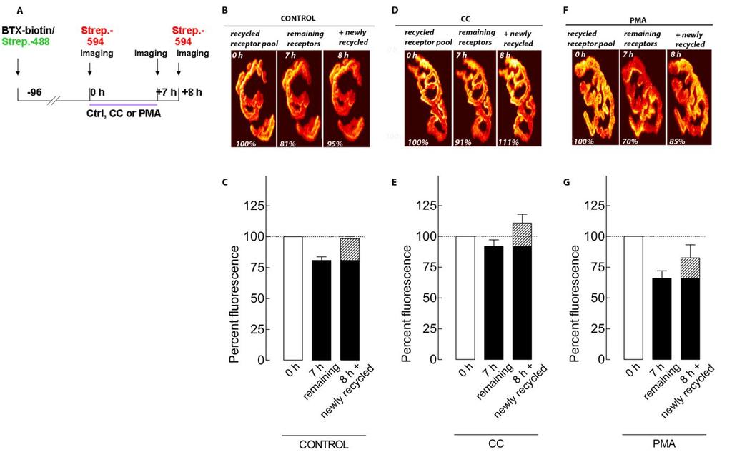 contrast, when muscles were treated with PKC activator PMA, the loss of recycled AChR was significantly increased (p < 0.001) to 34% of the original fluorescence (66 6%; n = 8 NMJs, 3 mice) (Figure 3.
