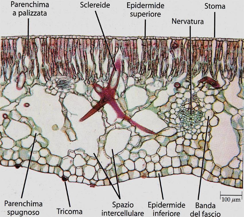 Anatomy Distribution of stomata on the