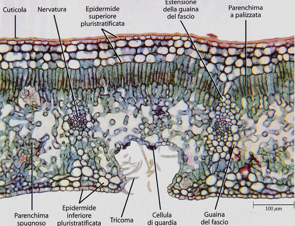 Anatomy Leaf of a xerophyte (oleander) with thick cuticle, multicellular