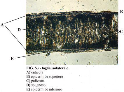 Anatomy Isobilateral leaf of a Monocotyledone having both surfaces similar