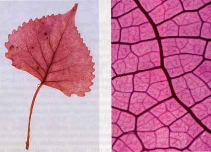 Veins are vascular bundles composed of primary xylem and phloem.