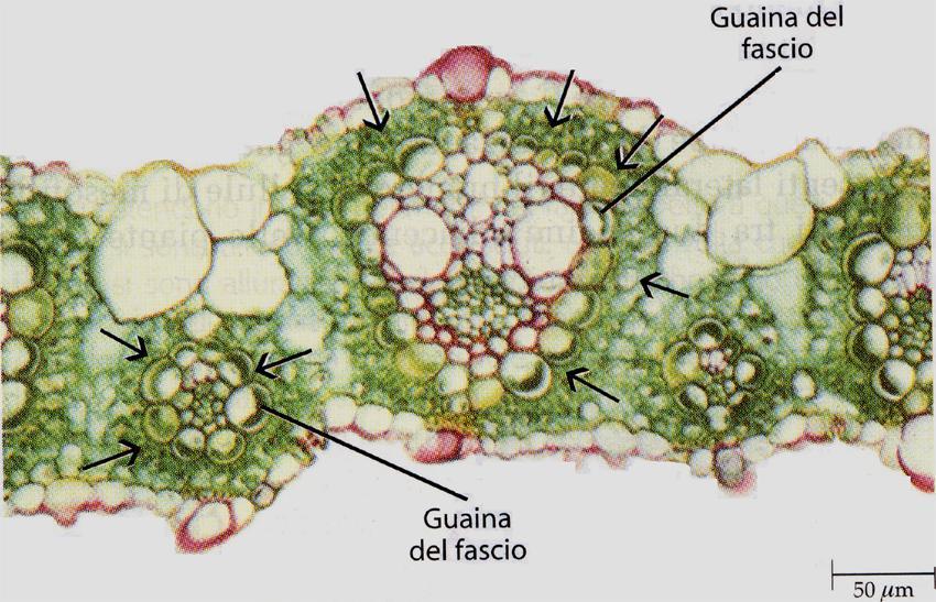 Anatomy Mesophyll structure is representative of the plant photosynthetic system t.s. of sugar cane leaf having photosynthetic C 4 pathway.