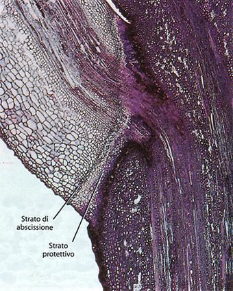 Leaf abscission Leaf abscission occurs at an abscission zone or layer developing across the base of a petiole, where hydrolytic enzymes reduce cell adhesion through the disruption of cell wall