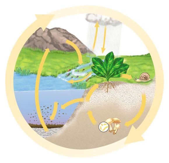 The phosphorus cycle depends on the weathering of rock Phosphorus and other soil minerals Are