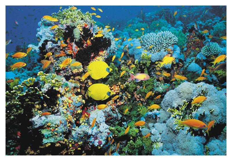 Coral reefs Are found in warm waters