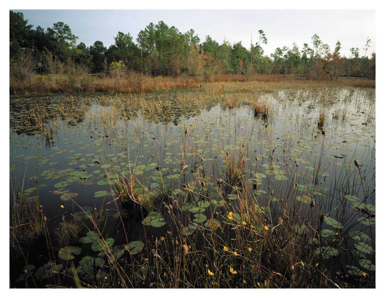 Wetlands include Marshes and swamps Figure 34.