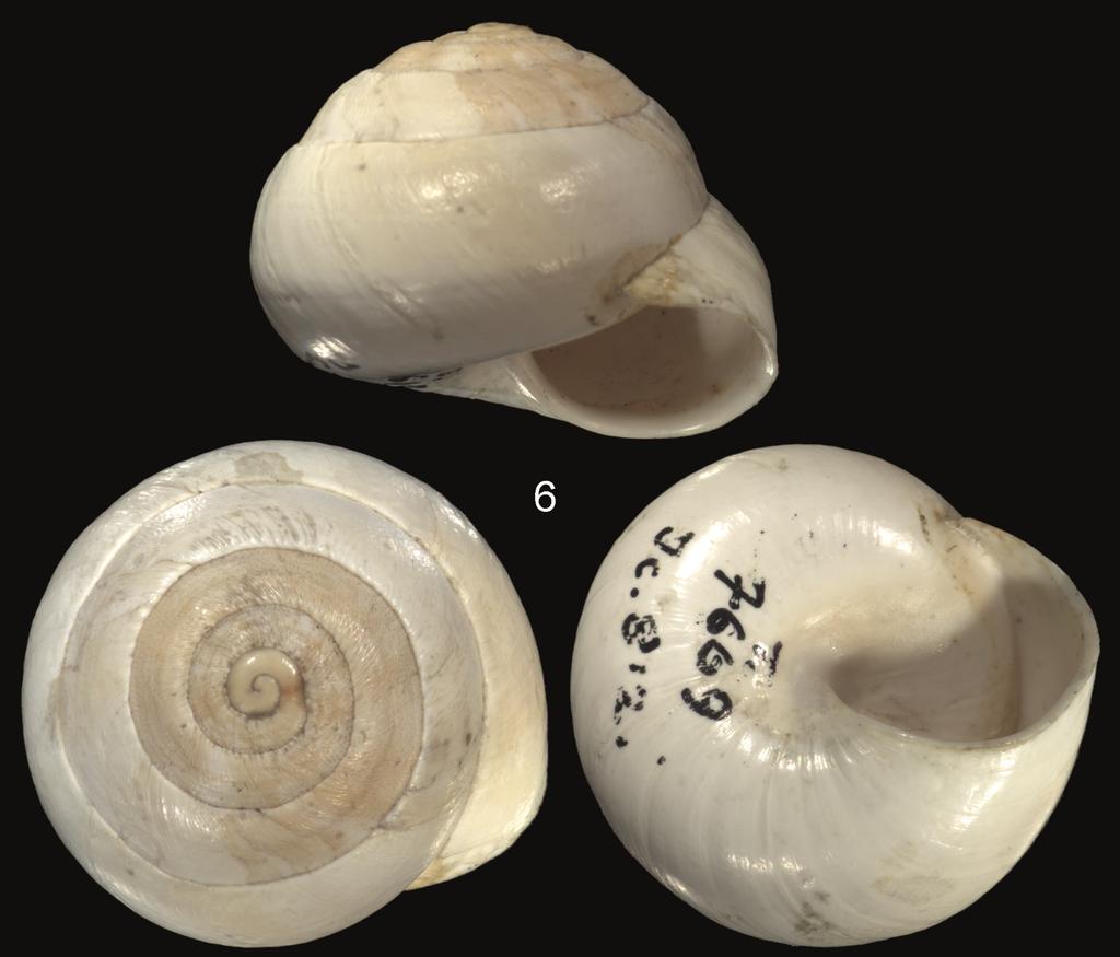 Sphincterochilidae from Tunisia, with a note on the subgenus Rima Pallary... 9 Figure 6.