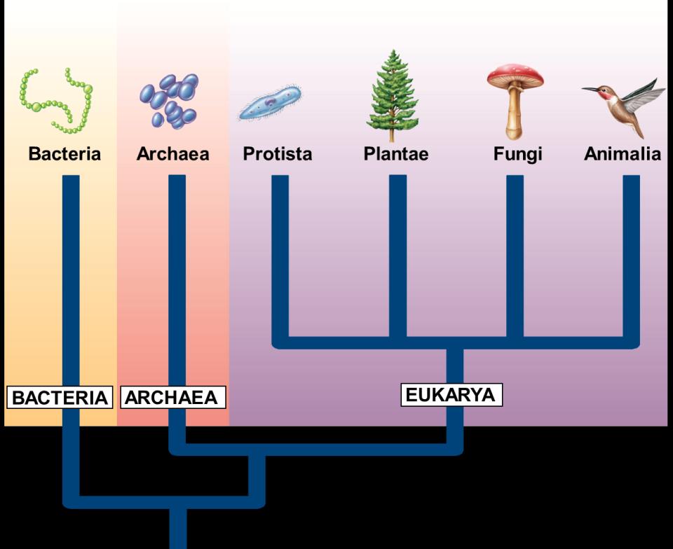 The Domains of Life Historically,