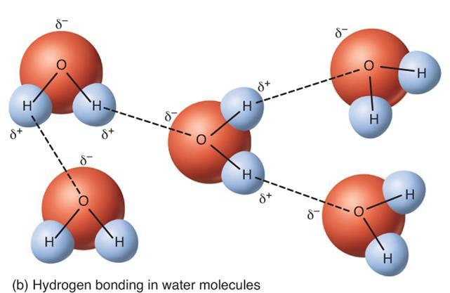 Hydrogen bonding Hydrogen bonds are weak electrical attractions between the positive end of one polar molecule and the negative end of another each atom with a partial charge acts