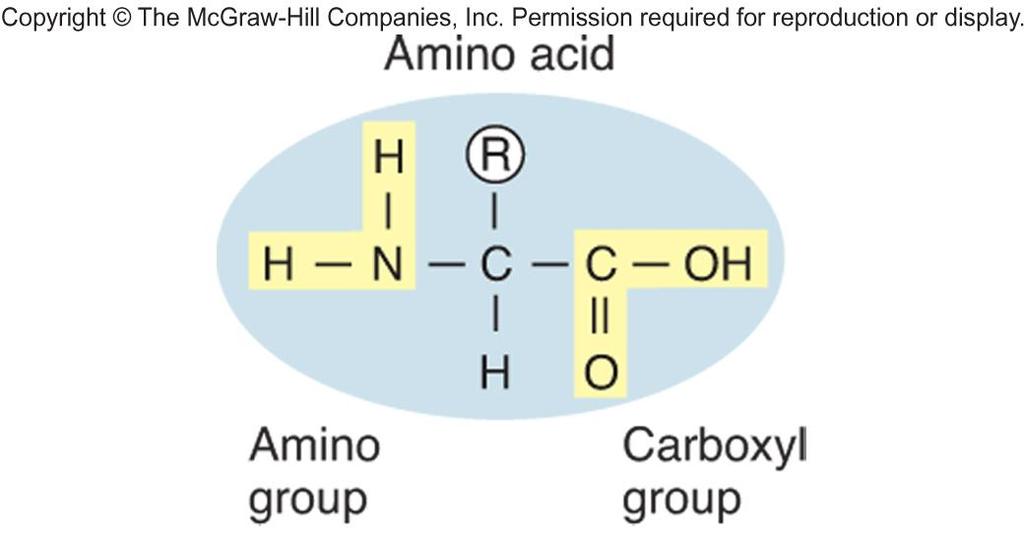 Amino acids Small molecules with a simple basic structure, a carbon atom to which three groups are