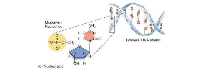 Nucleic Acids Nucleic acids are very long polymers that store information comprised of