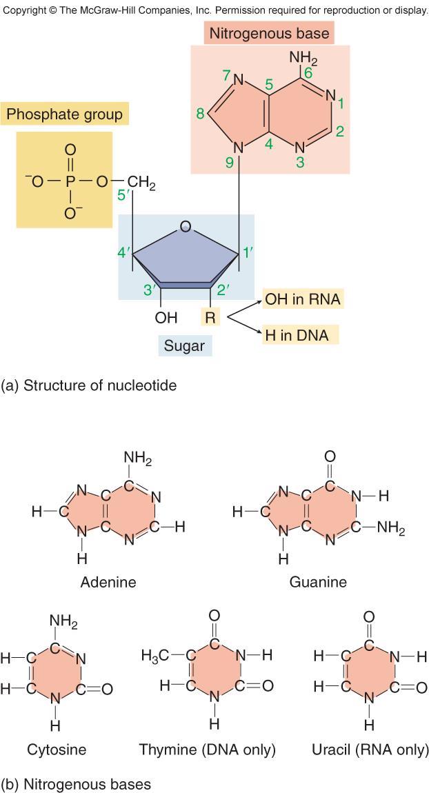 Figure 3.10 The structure of a nucleotide Dehydration reaction Each nucleotide has 3 parts 1. a five-carbon sugar 2. a phosphate group 3.