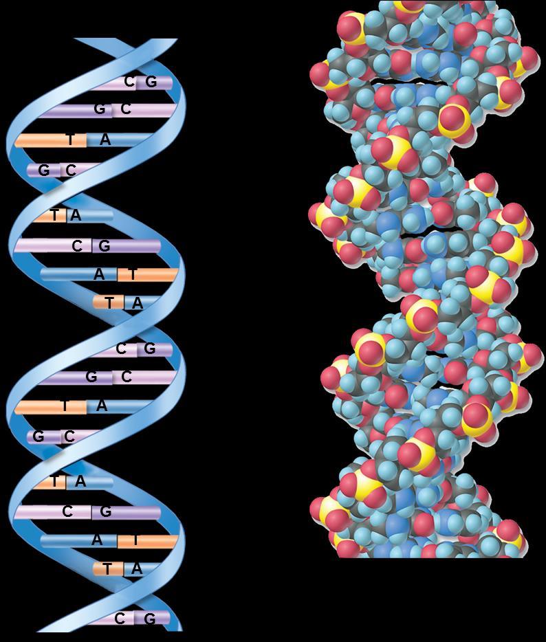 The structure of DNA is a double helix because there are only two base pairs possible Adenine (A) pairs with thymine (T) Cytosine (C) pairs with Guanine