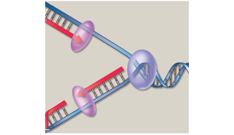 Structure of DNA The hydrogen bonds of the base pairs can be broken to unzip the DNA so that information can be copied each strand of DNA is a mirror