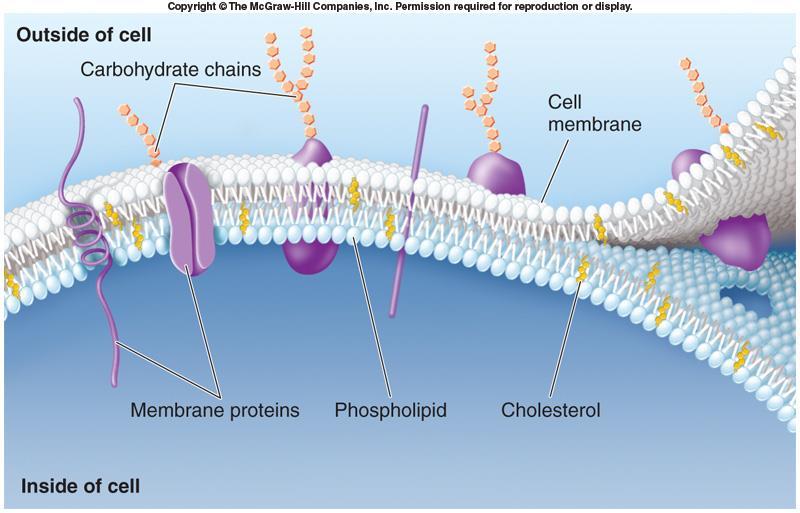 Lipid membranes Biological membranes use lipids phospholipids make up the two layers of the membrane cholesterol (a steroid) is embedded within the membrane Lipids also