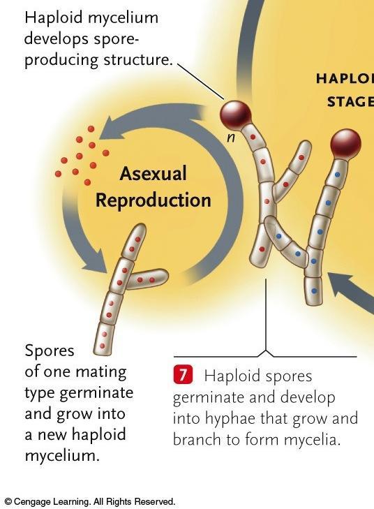 Fungal Reproduction Asexual spore production Haploid hyphae form sporangia spores formed (genetically identical) Spores