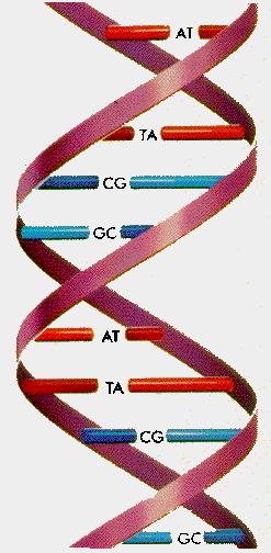 Applitins in Bilgy Finding Repets in DNA The DNA ntins mny repetitive sequenes with different bilgil funtins. We wnt t find ll mximl repets in DNA sequene.