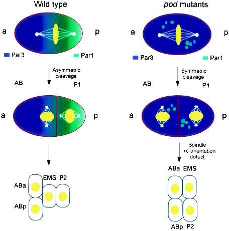Harper et al. APC6/Cdc16, and APC4. Such pod mutants appear to be partial loss-of-function alleles as severe mutations of these genes cause arrest at metaphase of meiosis I (Golden et al. 2000).