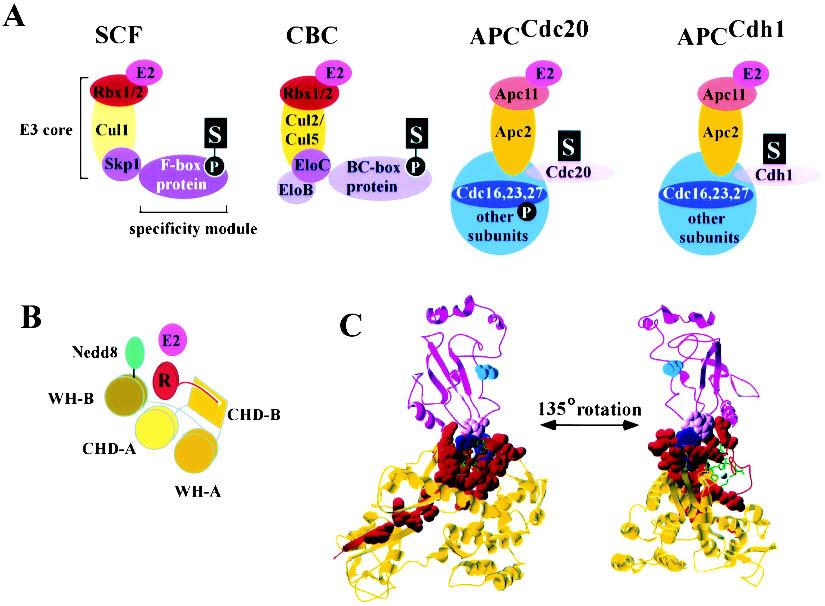 The anaphase-promoting complex Figure 2. (A) Domain structures of SCF, CBC, and APC/C complexes.
