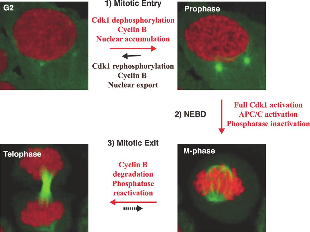 ...Prospects & Overviews N. Hegarat et al. Figure 1. Mitotic entry and exit switches (Images show mitotic stages in a HeLa cell expressing GFP-tubulin and mcherry-h2b).