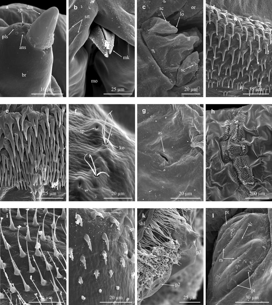 Fig. S2 Selected morphological features of the first instar larva of S. (L.) tibialis by SEM. a Antenna. b Tips of mouthhook and striae. c Labium.