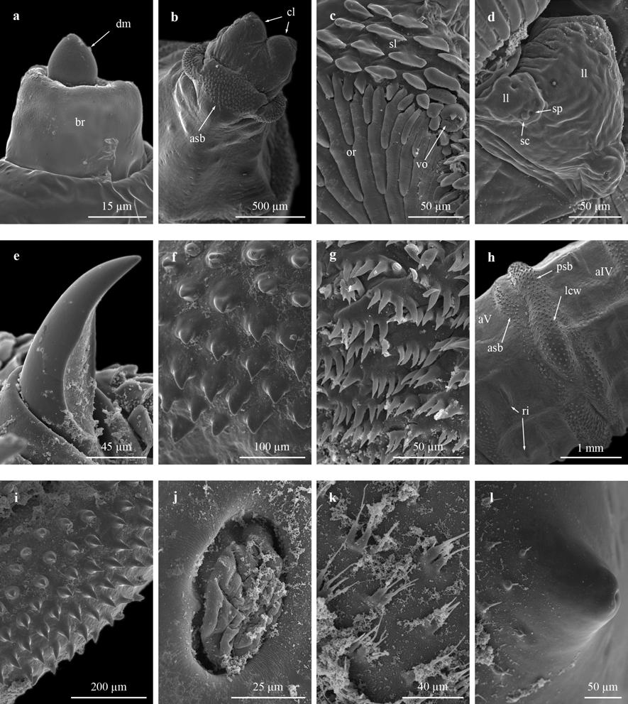 Fig. S7 Selected morphological features of the third instar larva of S. (L.) tibialis by SEM. a Detail of antenna. b Dorsal view of pseudocephalon. c Detail of scales, ventral organ and oral ridge.