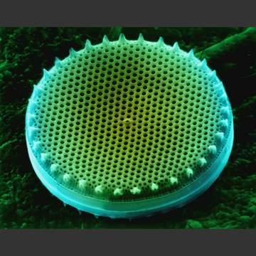 Radiolarians Spherical tests Opal- the biogenic form of silica Carbonate