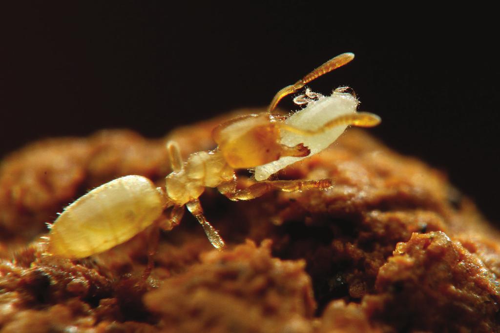A new genus and species of Rhizoecidae (Hemiptera, Sternorryncha, Coccomorpha)... 119 Figure 2. An adult female of Ishigakicoccus shimadai sp. n. being carried by Acropyga yaeyamensis.