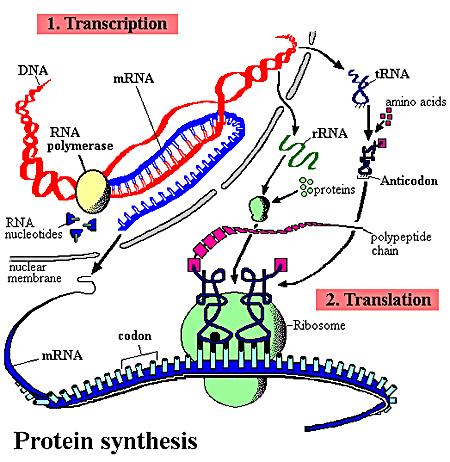 Transcription, Translation and Protein Synthesis Transcription - the process of transferring genetic