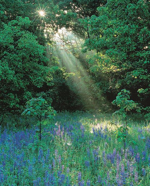 9 Photosynthesis: apturing Energy Photosynthesis. These blue lupines (Lupinus hirsutus) and the trees behind them use light energy to power the processes that incorporate O 2 into organic molecules.