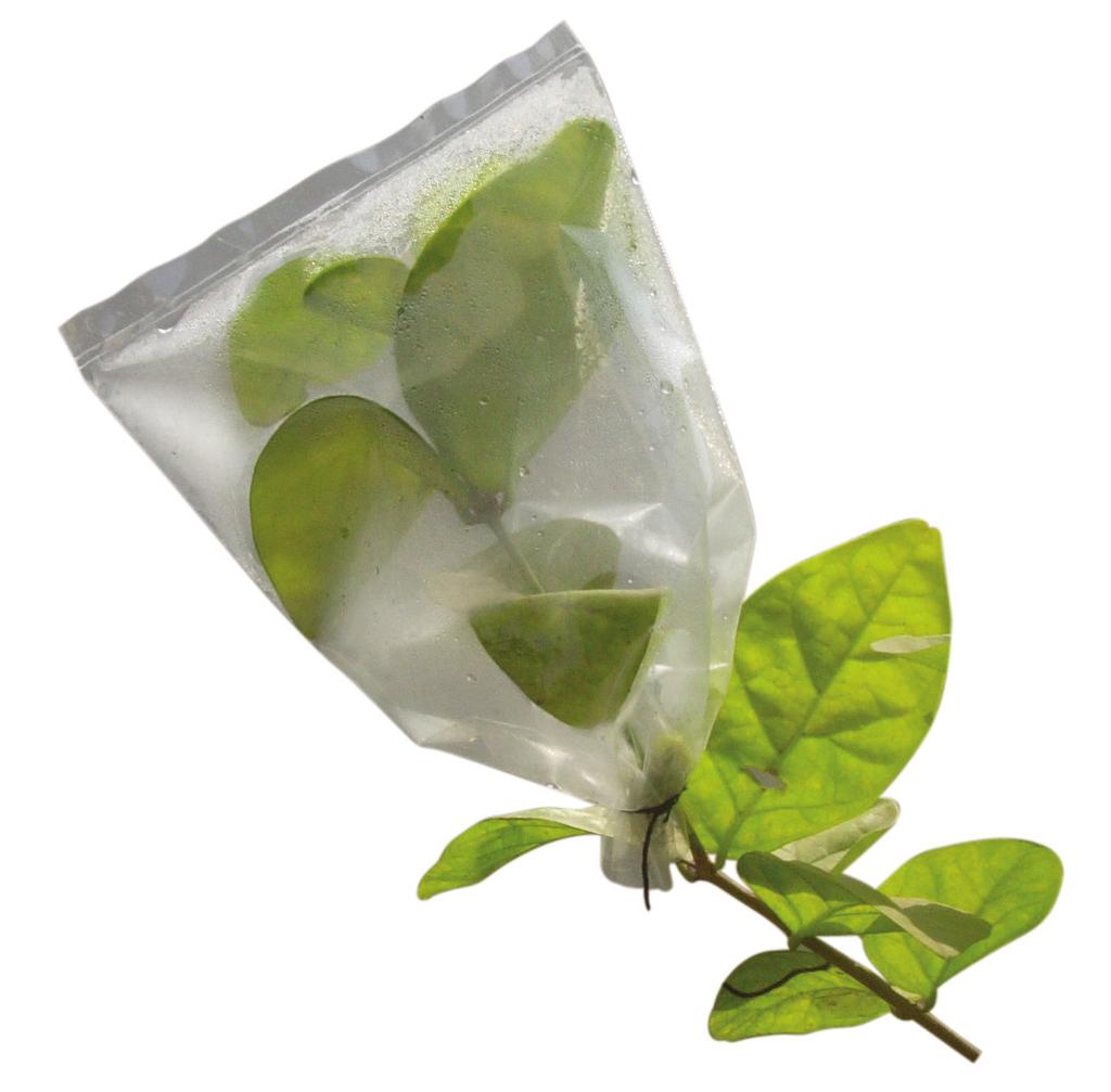 10 Leaf venation (a) reticulate and (b) parallel We will require a herb, two transparent polythene bags and some string. Do this activity during day time on a sunny day.