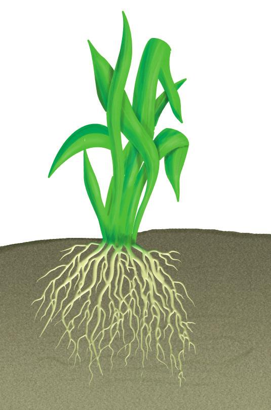 Fig 7.16 (a) How about the roots of the maize plant? Write gram or maize in the blank spaces in the figure after matching the roots with the figures.