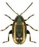 in 16) Large Striped Flea Beetle Small Striped