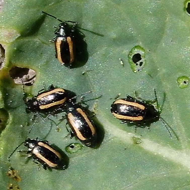 FIELD 16 Flea beetles, Phyllotreta spp.