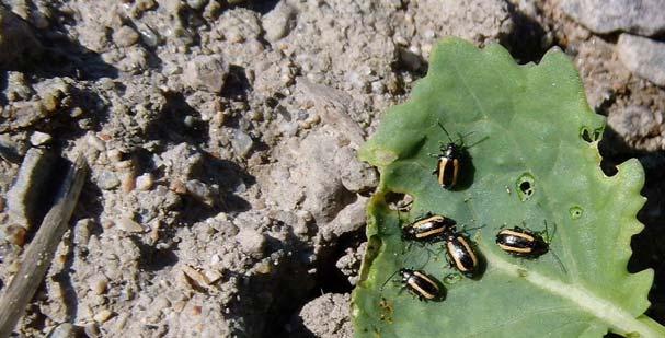 PESTS Regular Pollen beetles (Brassicogethes/Meligethes