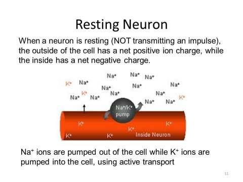 Resting potential: voltage across