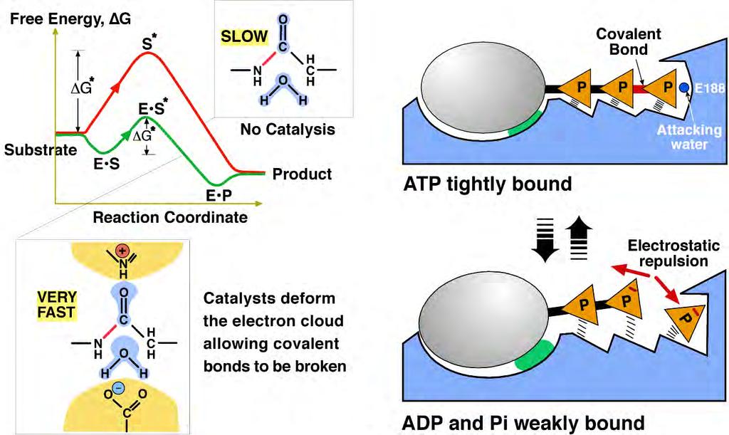 Hydrolysis releases products so that the cycle can repeat Breaking covalent bonds Binding is weakened and distributed over ADP and Pi ( H ~ 8.