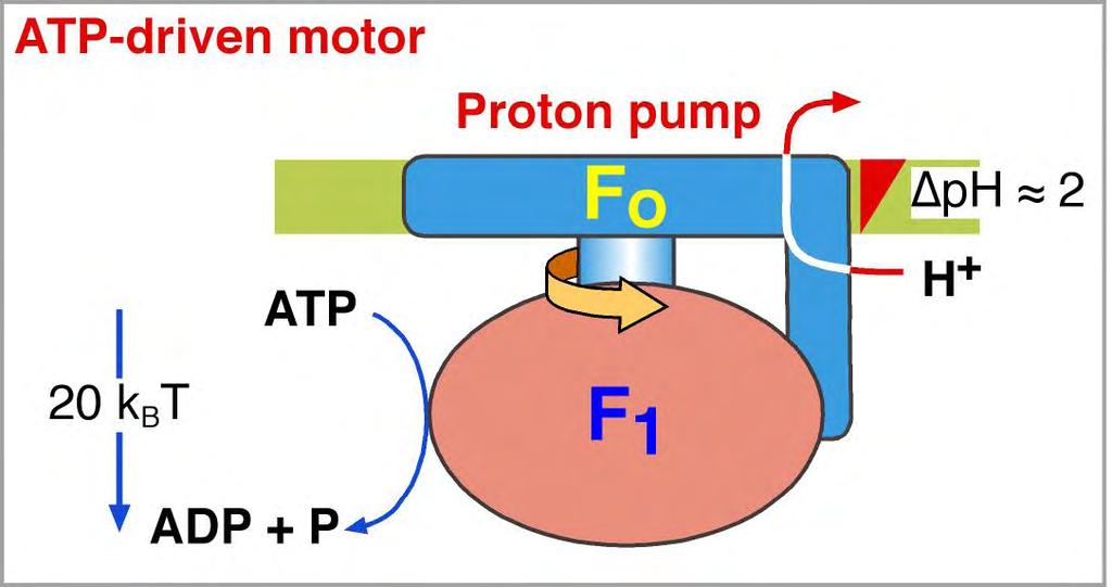 Hydrolysis Motor α 3 β 3 =