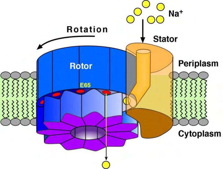 ions through the motor generates >