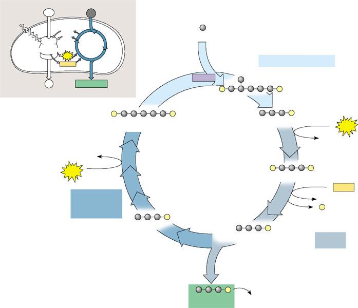 c. Reduction d. Regeneration 16. Label the diagram below of the Calvin Cycle.