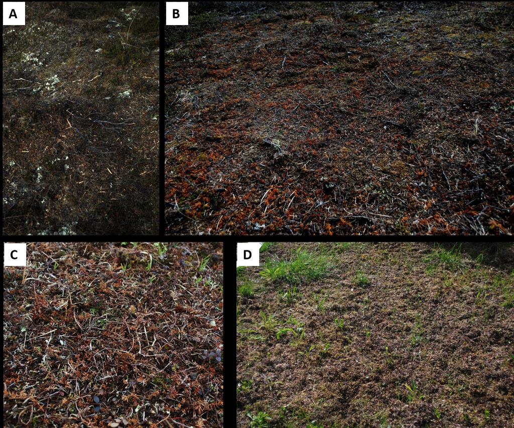 23 24 25 Figure A2. Examples of vegetation devastation.