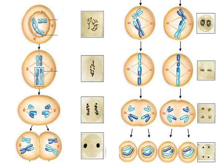 Telophase Anaphase Metaphase Prophase I One pair of homologous chromosomes (homologues) II Homologues