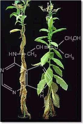 A transgenic tobacco plant (right) with a high content of cytokinin shows fewer signs